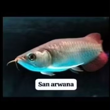 ikan arowana super red semi king lengkap sertifikat chip grade A