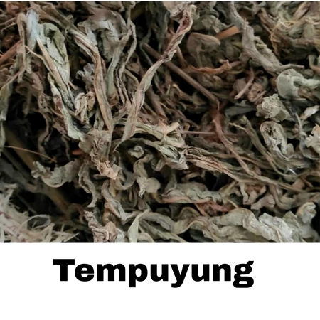 

Daun Tempuyung Kering 50gr