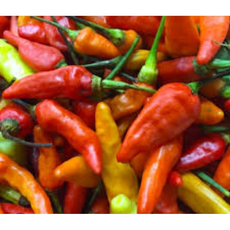 

Cabe Setan ( 100 Gram )