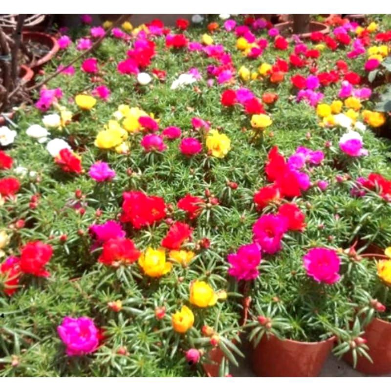 KROKOT tumpuk / krokot mawar / mossrose / portulaca / sutra bombay import / Bunga krokot tanaman hia