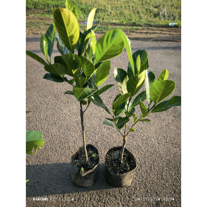 bibit nangka mini madu