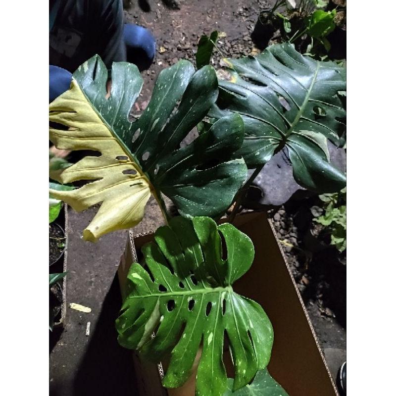 tanaman hias monthai