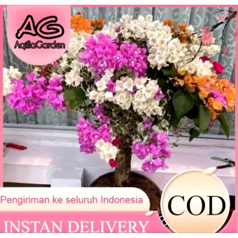 tanaman hias Bougenville 3 warna Bougenville bunga kertas