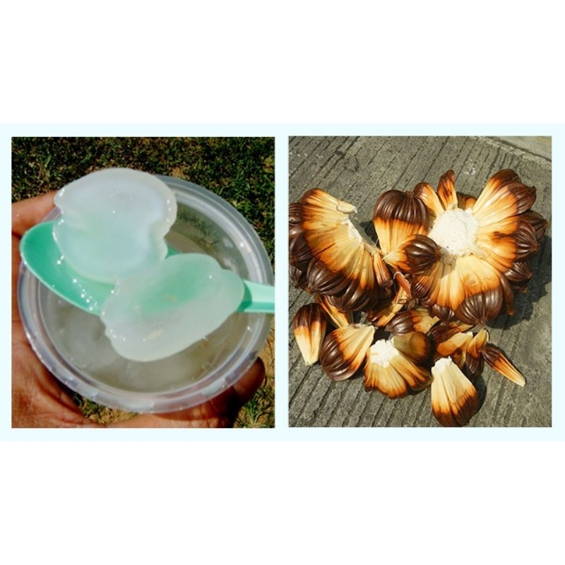 

buah nipah / buah daon