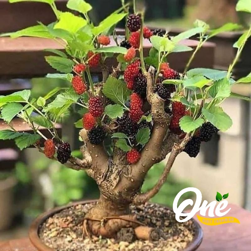 Tanaman Buah Murbei Pohon Murbei Bibit Murbei