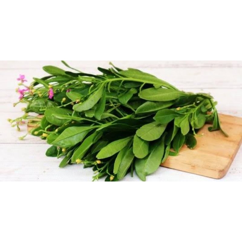 

ginseng leaves organik 200gram