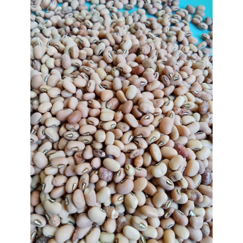 

1 kg , kacang.merah./tunggak.merah.fres,asli.madura.sangat.pulen.juga.bisa.buat.bibit