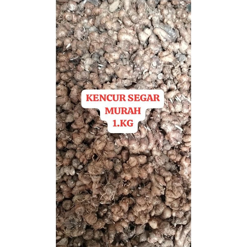 

KENCUR/CIKUR FRESH SEGAR 1KG BUAT SEBLAK