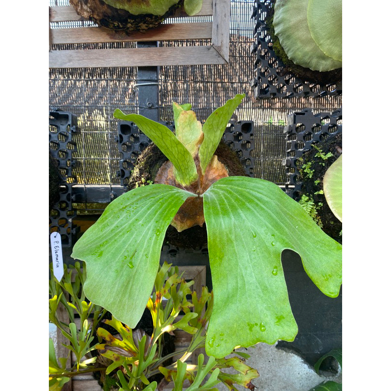 PLATYCERIUM NEPTUNE (stemaria x elephantotis)