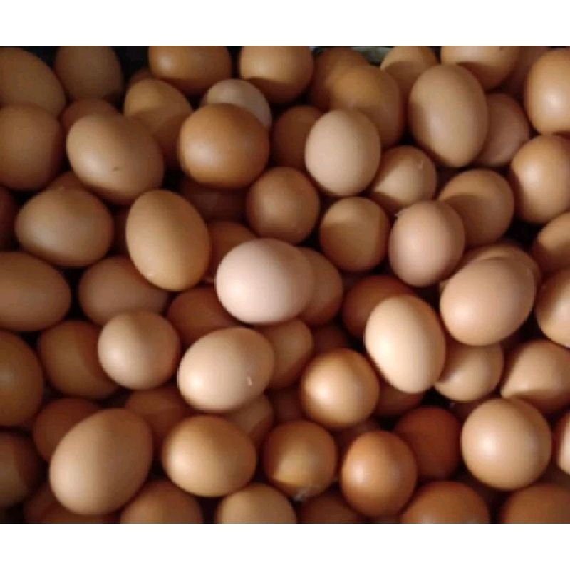 

Telur Ayam Negri