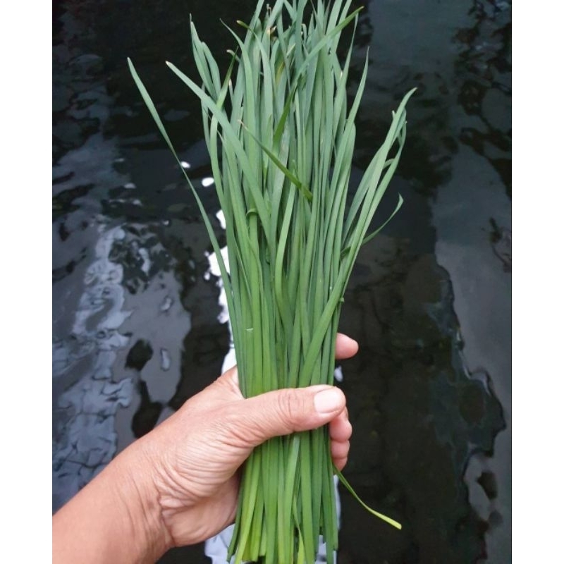 Kucai Segar Kucai Sayur Kucai Bumbu