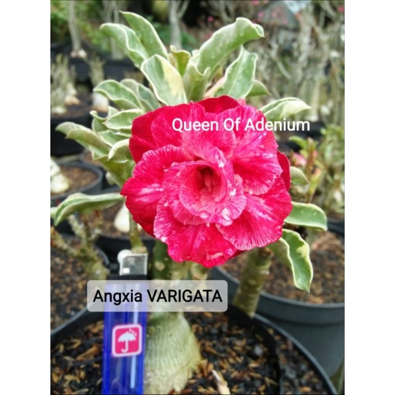 Adenium Tumpuk kamboja Jenis ANGXIA VARIGATA SIZE A