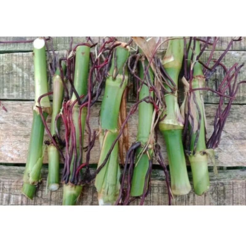 Bibit Rumput Guatemala Murah pakan ternak