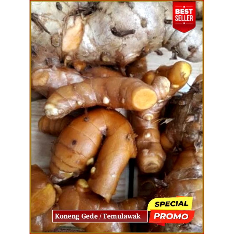 

Koneng Gede Temulawak 1 kg Fresh / Herbal Alami