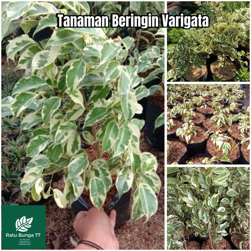 Beringin varigata, Tanaman beringin varigata putih