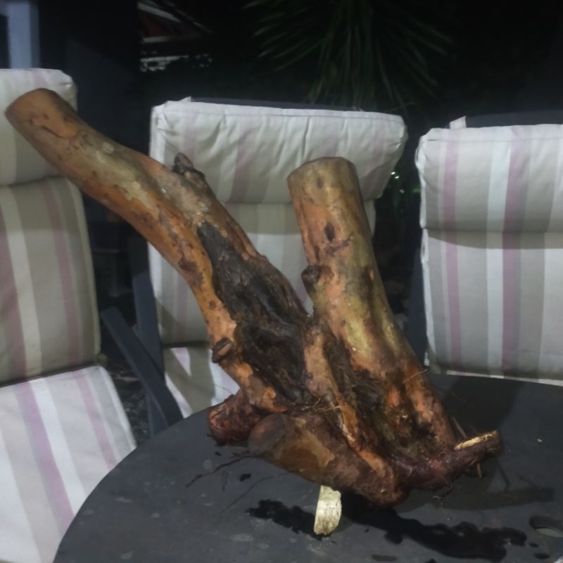 bahan bonsai jambu biji