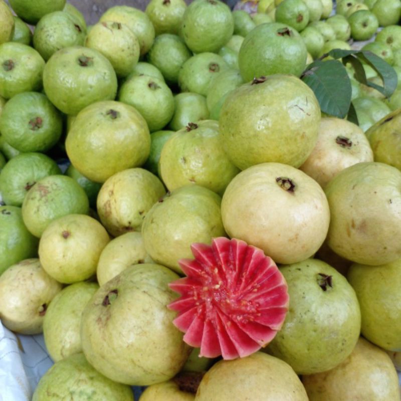 

Jambu biji merah 1kg