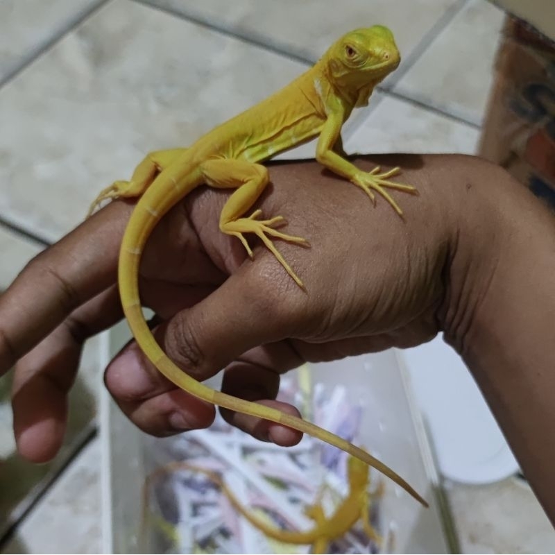 TERJANGKAU IGUANA ALBINO BABY / GREEN ALBINO IGUANA BABY / KADAL IGUANA