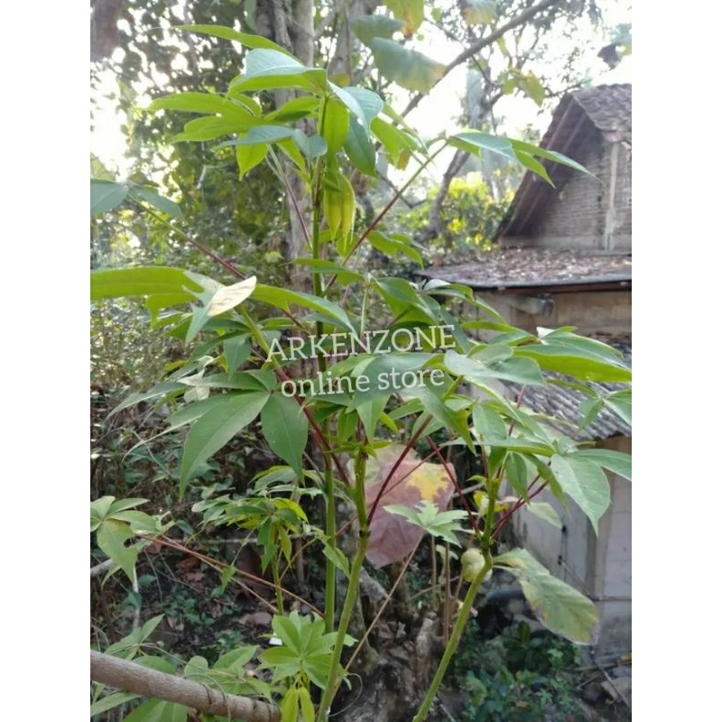 

1 kg daun randu daun kapuk segar herbal