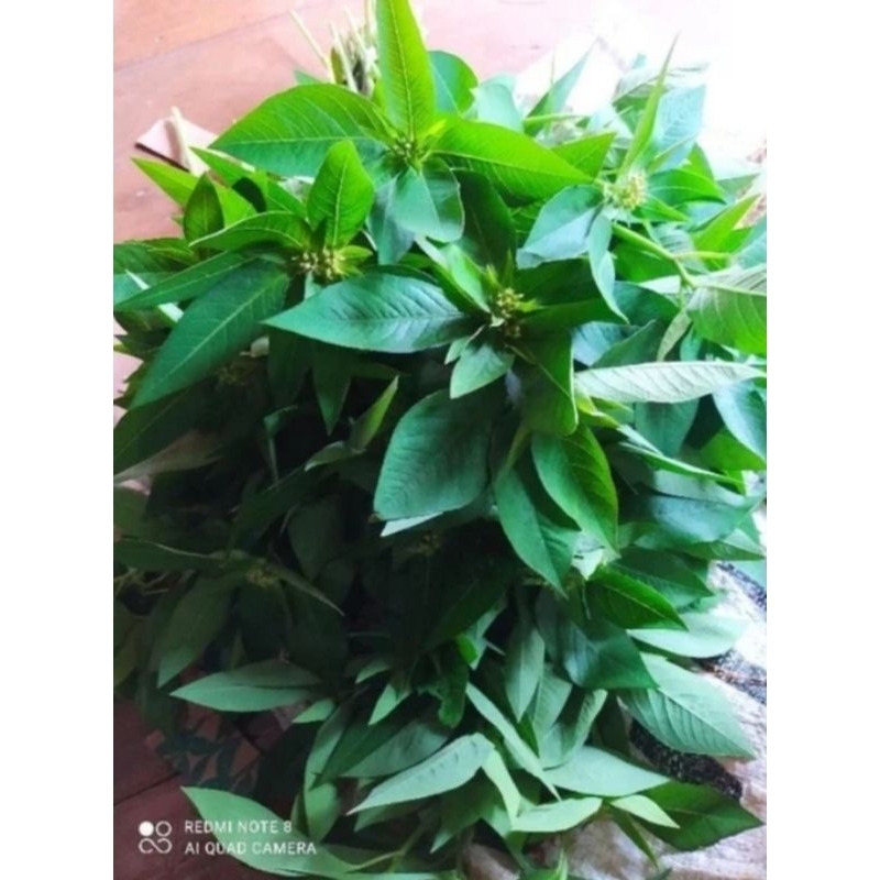 

Daun senna/kate mas obat herbal alami wasir/pembersih usus besar 500g