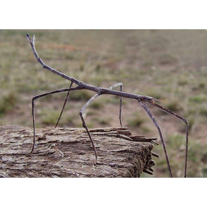 Belalang ranting/ stick insect