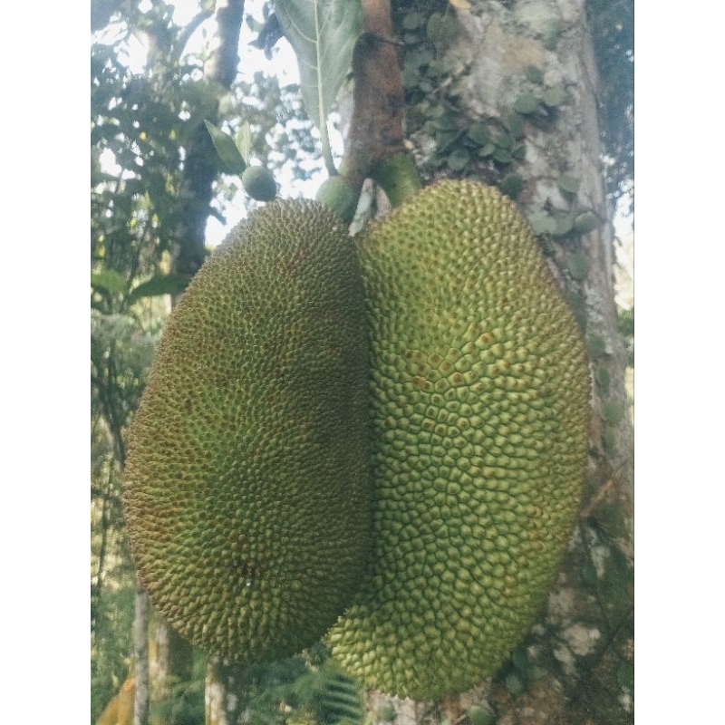 

sayuran buah nangka buat sayar gudek pecel sayur asem 500grm