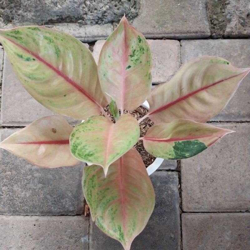 tanaman hias aglonema jamela jackpot