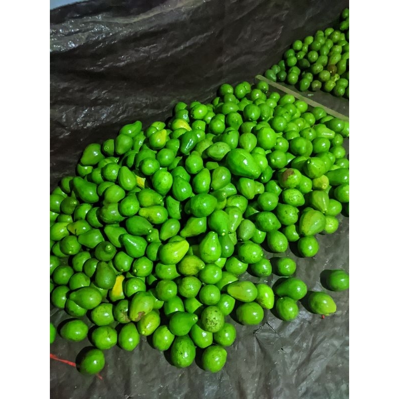 

Alpukat 1kg isi 6-7 buah