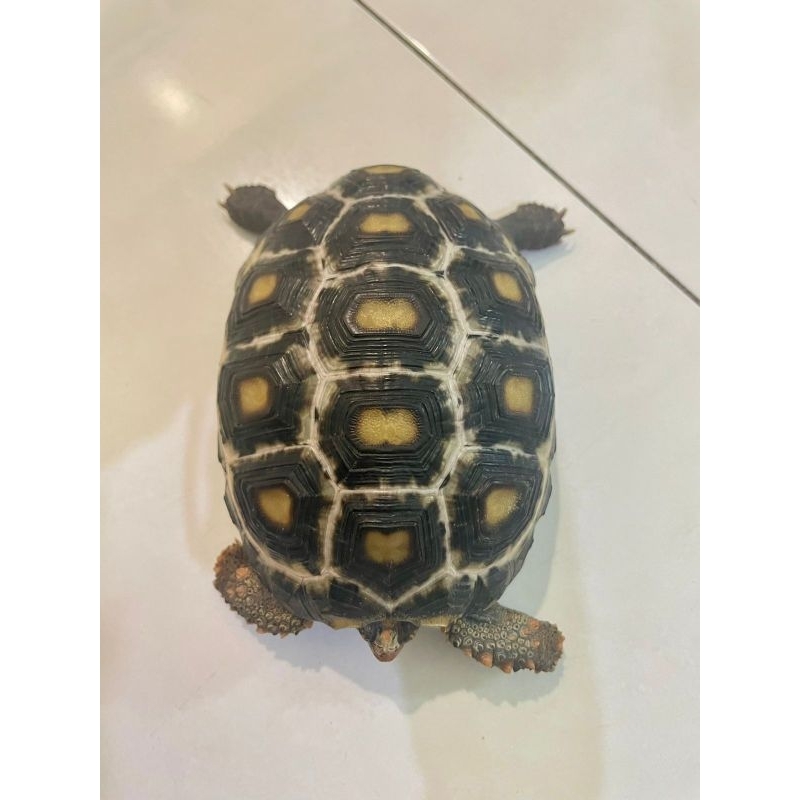 kura darat cherry head tortoise