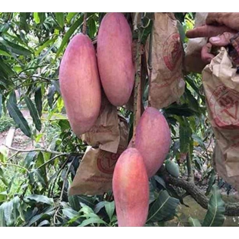 

paket mangga red ivory