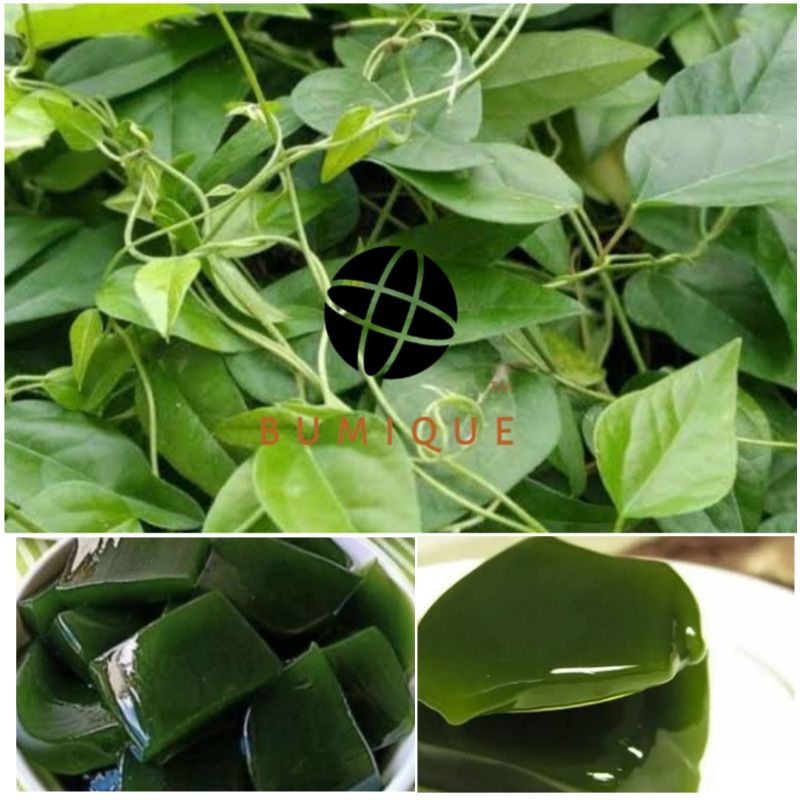 

Daun Cincau Hijau Cincau Jelly 100 Gram