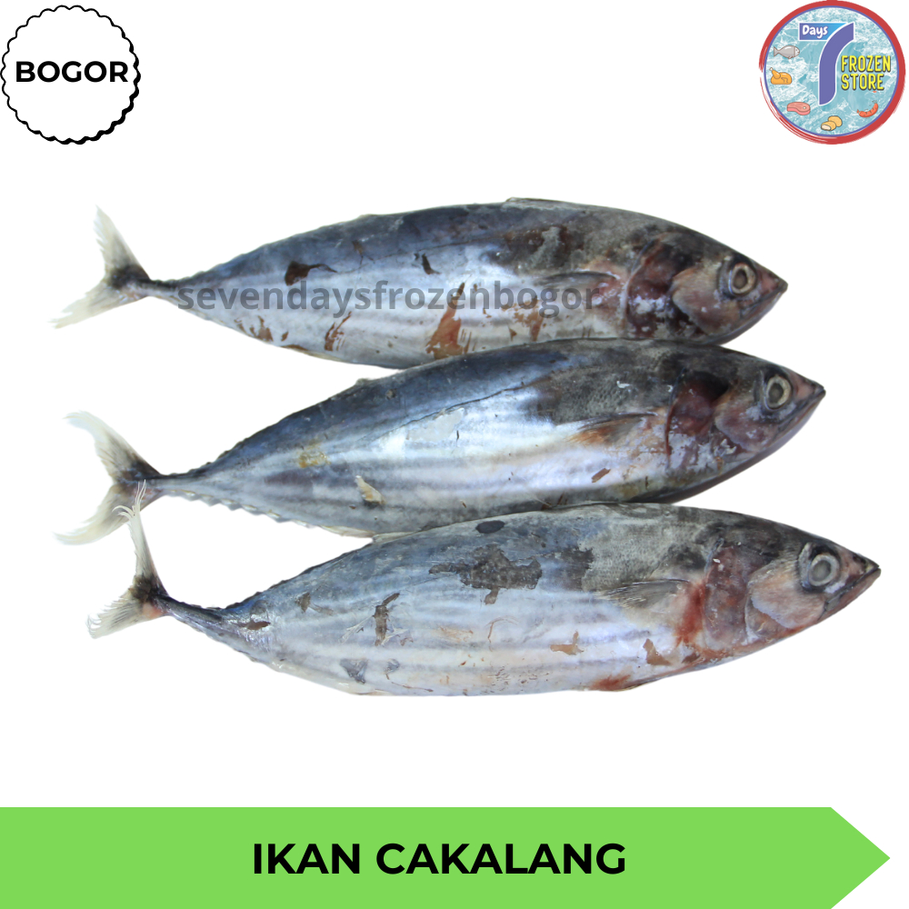 

Ikan Cakalang Beku Kapal Frozen 1 kg