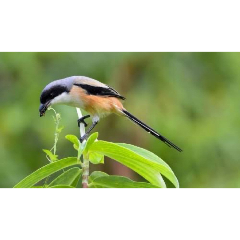 BURUNG PENTET JATIM RAWATATAN GACOR JANTAN