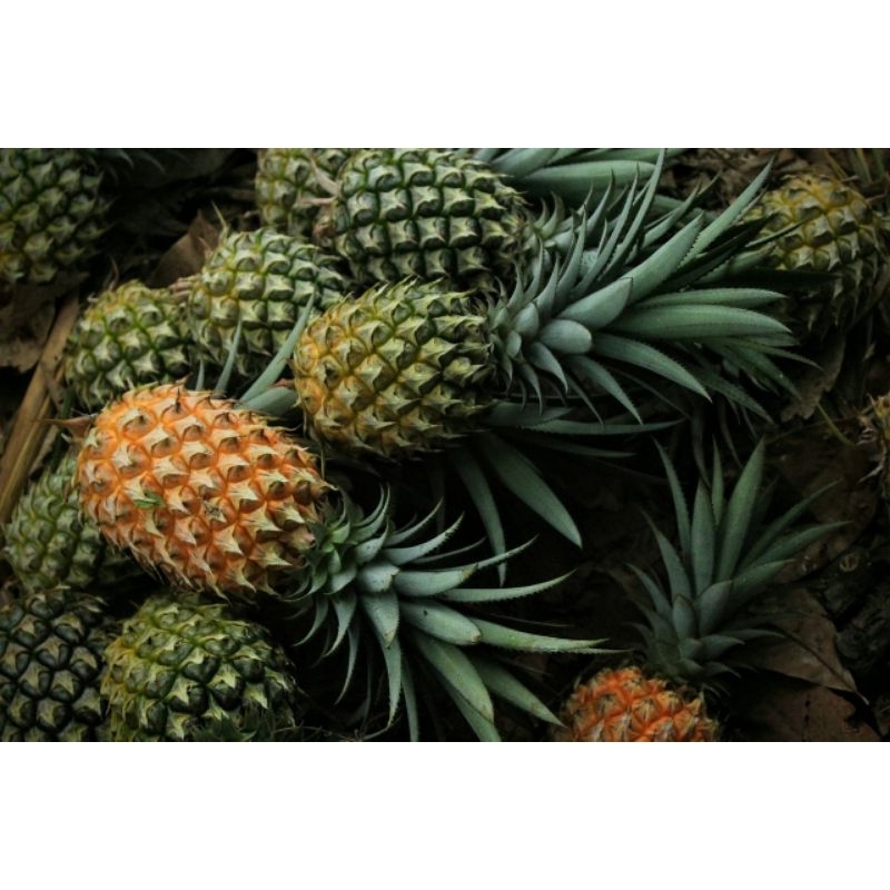 

Buah nanas kampung segar