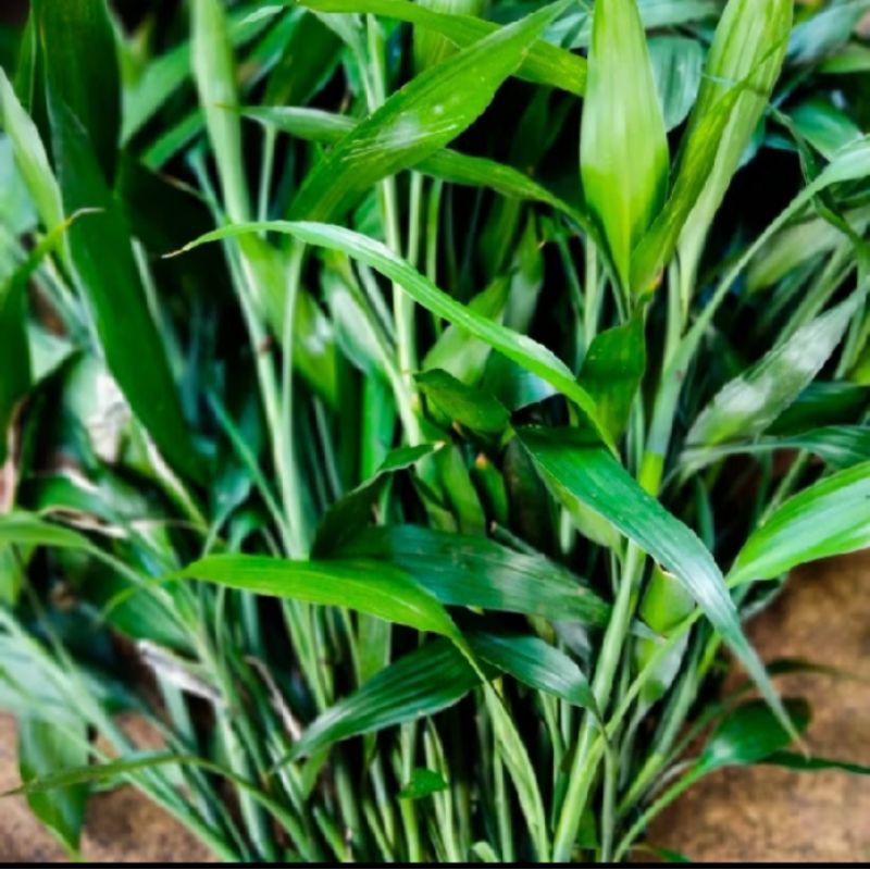 tanaman hias bambu hoki/bambu air/Sri rejeki/bambu cina super