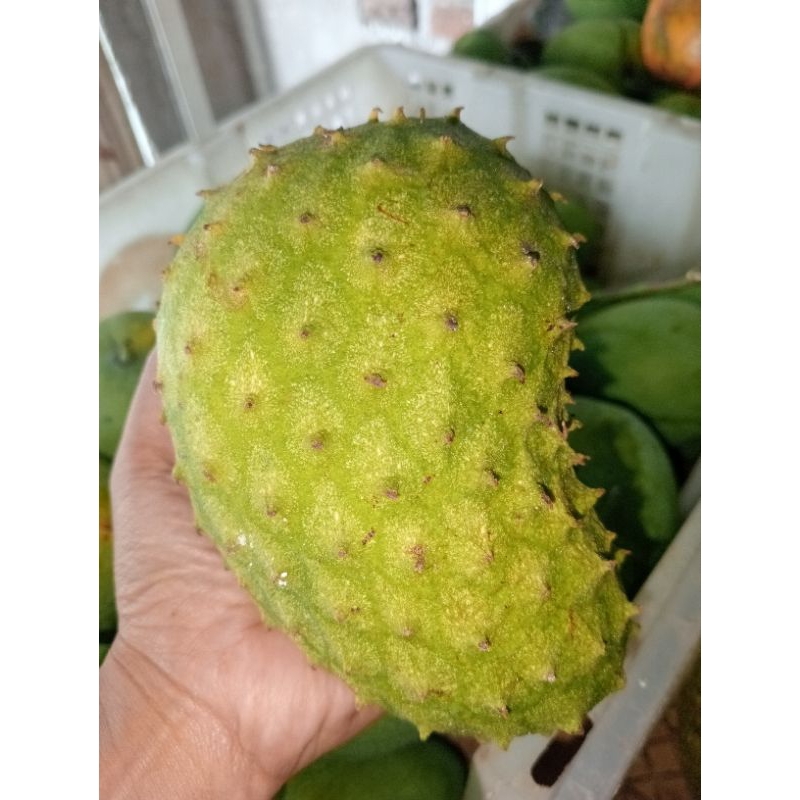 

sirkaya atau sirsak per bj