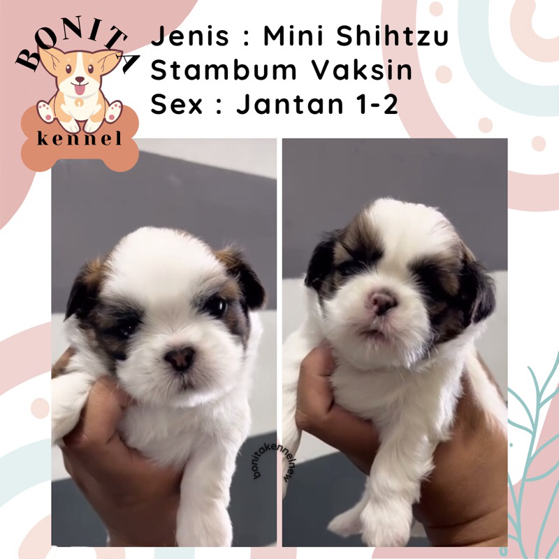 Mini Shihtzu Stambum Anak Anjing Mini Shih Tzu Shitzu Sitzu Jantan Betina