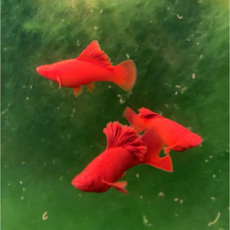 Ikan Pedang/Ikan Albino Bloodred Platy Genetik Cauliflower