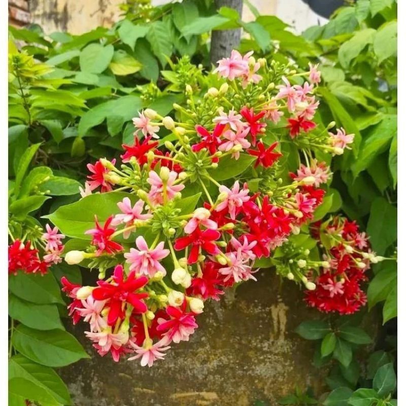 Tanaman hias Melati Belanda Rimbun Eleghant