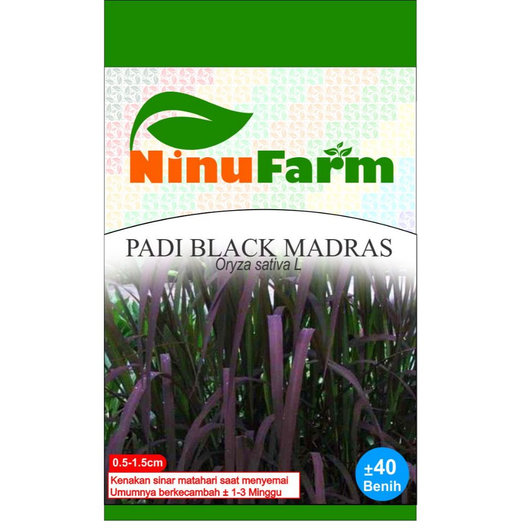 Benih Padi Hitam Black Madras 40Seeds