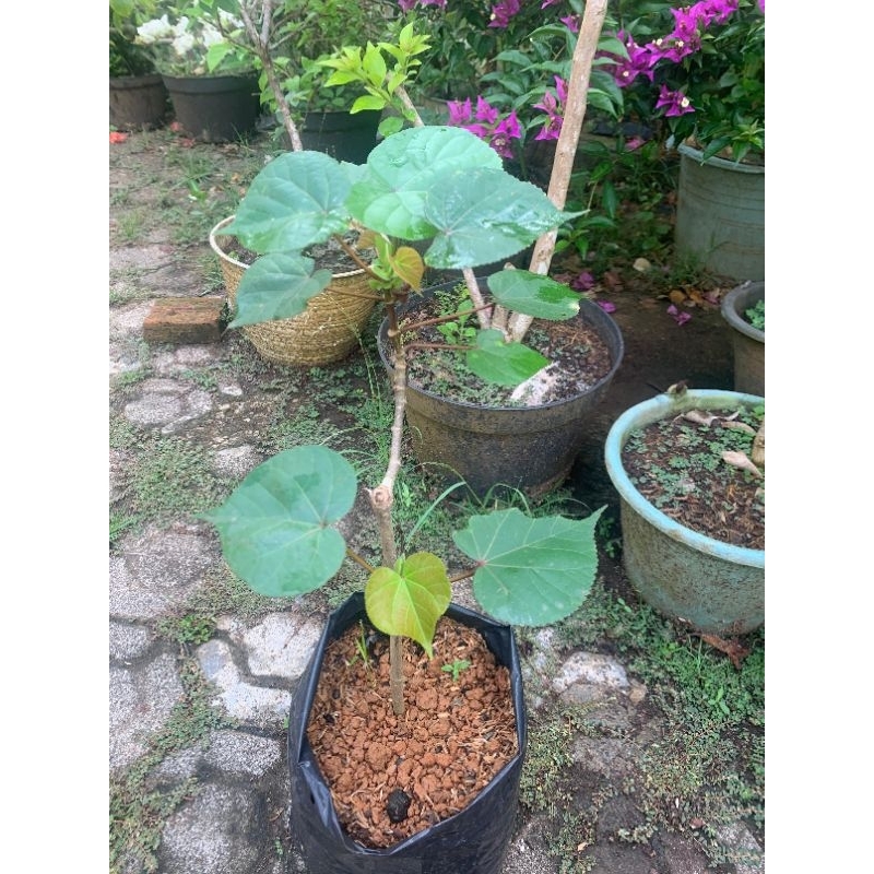 bahan bonsai waru Taiwan