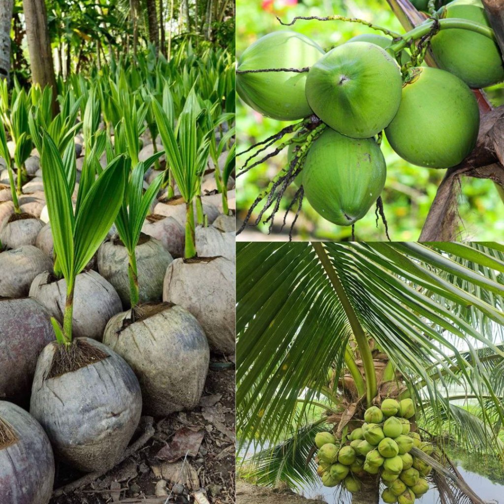 

Kelapa 5Bibit, Kelapa Pandan Thailand, Bibit Kelapa Pink
