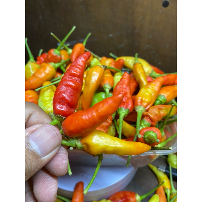 

Cabai Rawit Merah Lokal Pedas Fresh Langsung Petani 1 Kg