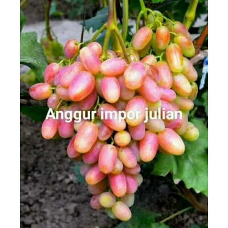 cutting anggur import julian