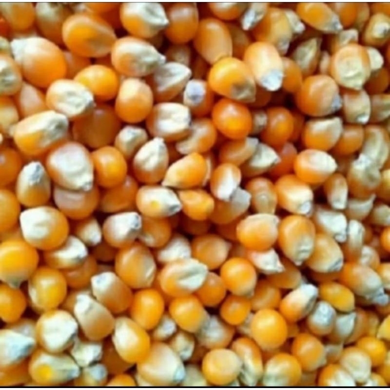 

Jagung popcorn mentah / jagung pop cron kering mentah 500gr 1000gr