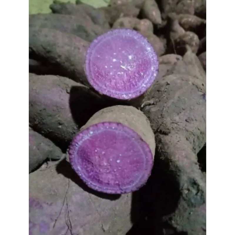 

Ubi Ungu Original Fresh