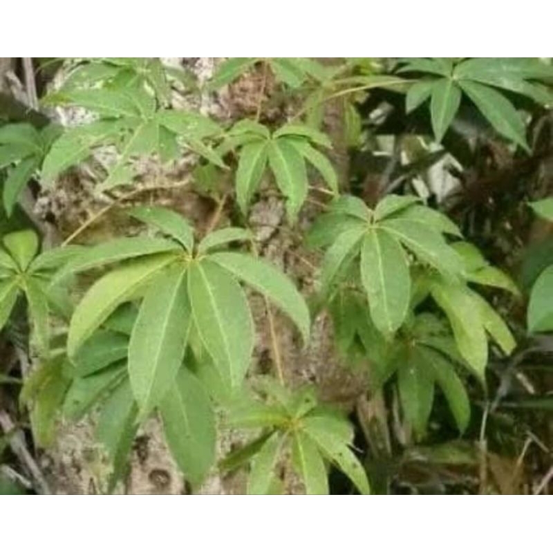 

Promo,DAUN randu atou Daun/kapuk segar 350,gram