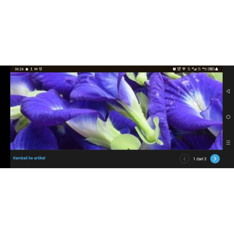 

bunga Telang bunga telang segar butterfly pea