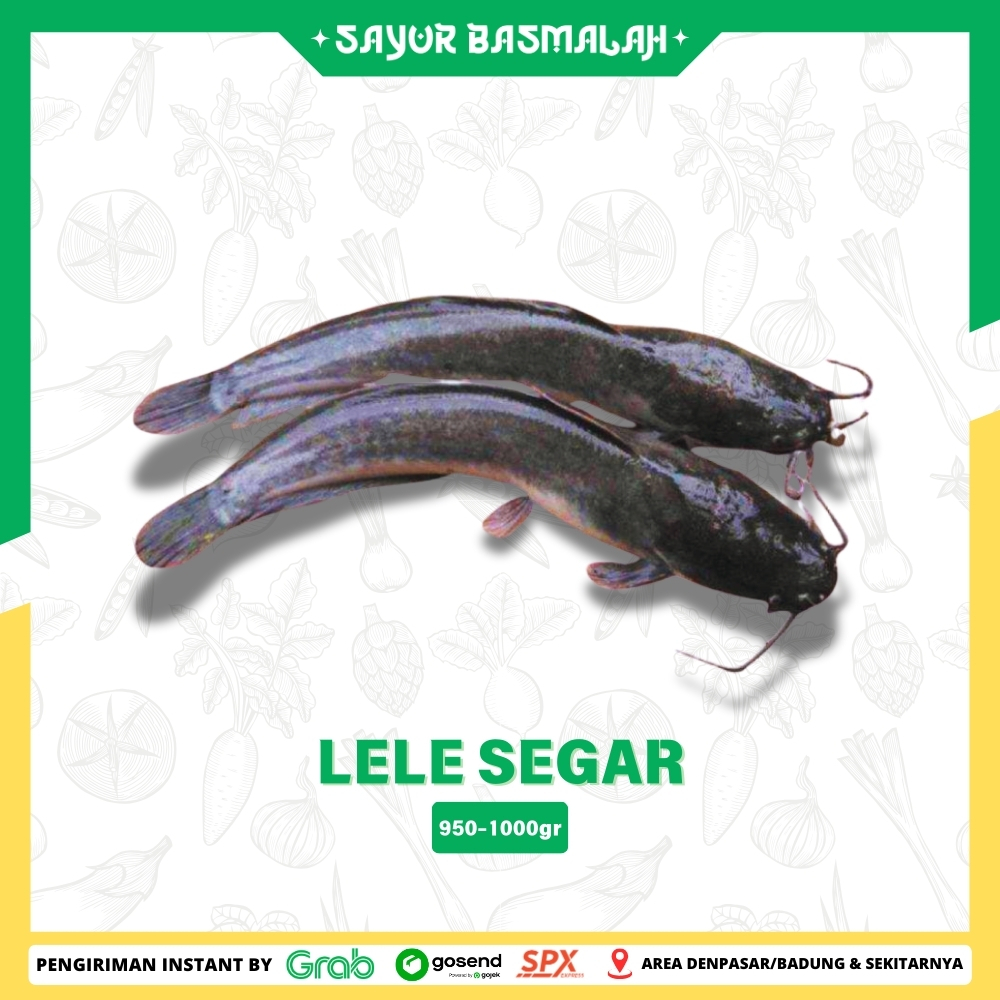 

Lele Segar 950-1000gr Sudah Di Bersikan - Sayur Basmalah