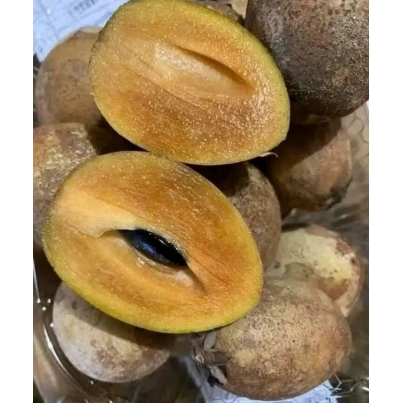 

SAWO MADU SUPER MATANG POHON